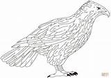 Falke Colorare Falco Ausmalen Ausmalbilder Falcon Ausdrucken Disegno Kostenlos Supercoloring Ausmalbild Wanderfalke Pellegrino Malvorlagen Coloriage Malvorlagentv Falken Bird Auswählen sketch template