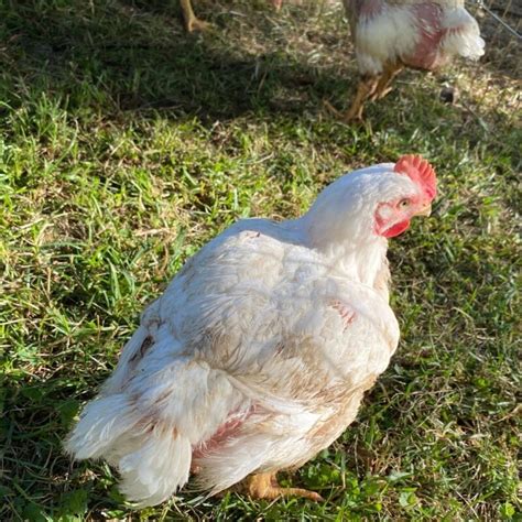7 Tips For Raising Cornish Cross Chickens Mama On The Homestead