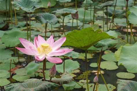 lotus flower blooming  photo  freeimages