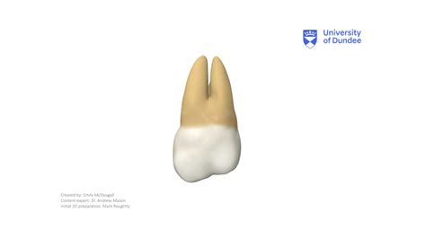 Maxillary Third Molar Download Free 3d Model By University Of Dundee