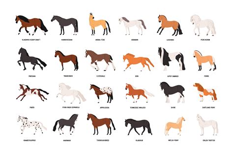 horse breeds set animal illustrations creative market