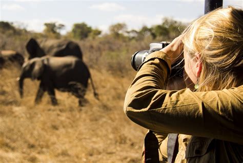 woman   pictures  elephants   wild   cameraman