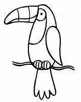 Toucan Coloring Bird Kids Pages Drawing Outline Printable Clipart Sam Sheets Cartoon Cliparts Sheet Digi Tucan Template Stamp Clip Rainforest sketch template