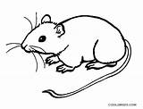 Mouse Coloring Pages Cute Rat Printable Drawing Rodent Kids Template Cool2bkids Colouring Color Drawings Print Sketch Clipartmag sketch template