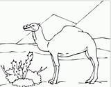 Desert Coloring Pages Camel Sahara Kids Drawing Animals Animal Camels Clipart Colouring Clip Sketch Color Sphinx Sketches Adults Printable Library sketch template