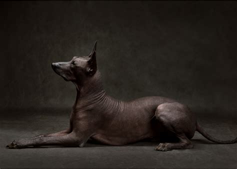 xoloitzcuintli guide lifespan size characteristics