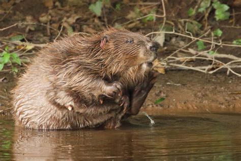 beavers build dams mysterious behaviour explained  exmoor colony builds  uk dam
