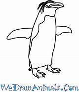 Penguin Macaroni Draw Tutorial Print sketch template