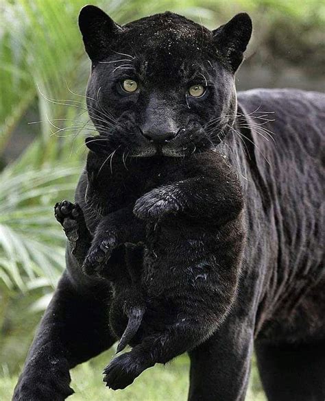 arzu adli kullanicinin black panther panosundaki pin siyah jaguar  sirin hayvanlar hayvan