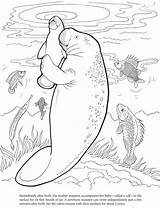 Manatee Coloring Pages Cute Dugong Printable Color Dover Animals Book Colouring Drawings Baby Sea Books Adult Mom Print Animal Doverpublications sketch template