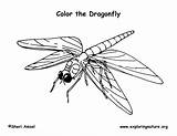 Dragonfly Coloring Exploringnature sketch template