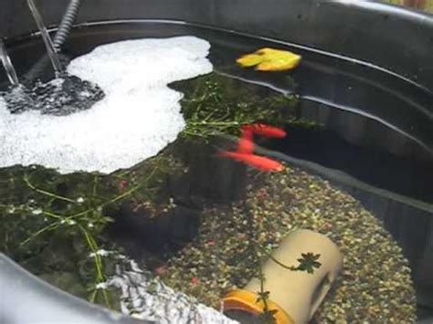 goldfish container pond  diy filter youtube