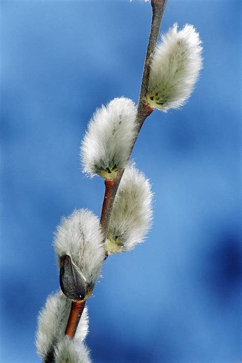 pussy willow catkins photograph by mike grandmailson