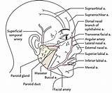 Nerves Cranial Artery Nerve Arterial sketch template