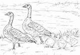 Goose Angsa Mewarnai Famille Colorier Oiseaux Cackling Kumpulan Paud Sd sketch template