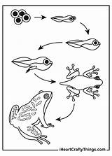 Frogs Tadpole sketch template