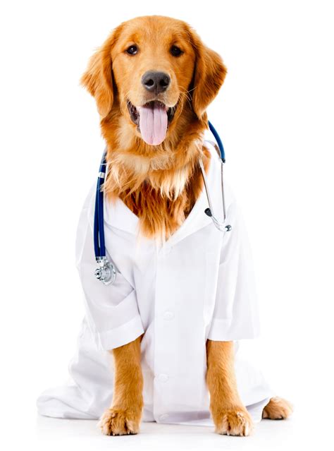 dog dressed   doctor pet suites
