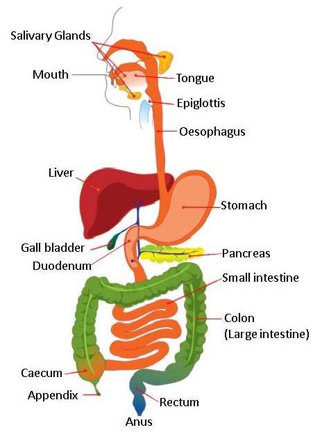 the longest part of the alimentary canal is a oesophagus