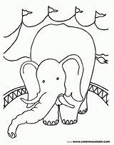 Coloring Elephant Pages Seal Popular Library sketch template