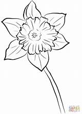 Daffodil Coloring Yellow Pages Printable Supercoloring Flower Daffodils Drawing Printables Choose Board Categories sketch template