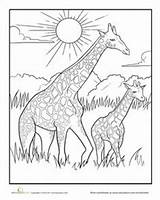 Coloring Pages Animal African Giraffe Baby Savanna Animals Grassland Mother Kids Colouring Color Adult Savannah Worksheets Drawings Printable Drawing Sheets sketch template