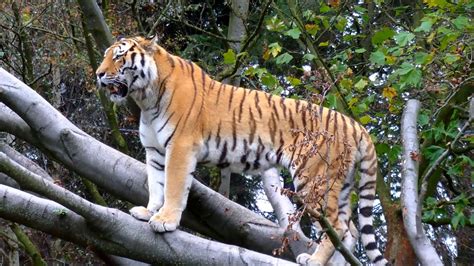 siberian tiger   natural habitat youtube