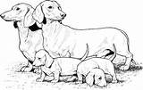 Coloring Dog Pages Dachshund Puppies Dogs Weiner Realistic Printable Sheets Print Puppy Supercoloring Color Drawing Book Colouring Drawings Kids Dachshunds sketch template