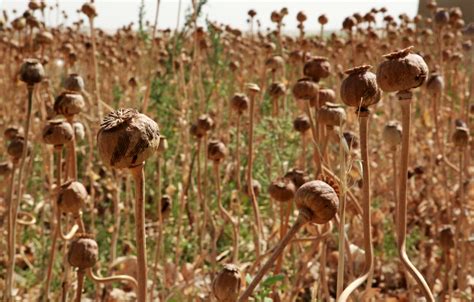 Drug War American Troops Are Protecting Afghan Opium U