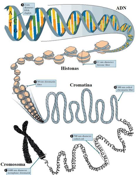 Psicogenética El Genoma Humano