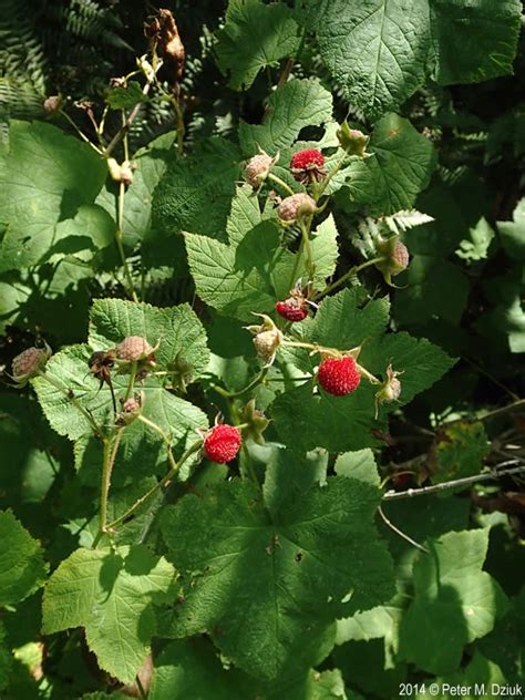 Rubus parviflorus (Thimbleberry): Minnesota Wildflowers