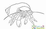 Hermit Coloring Crab Pages Category sketch template