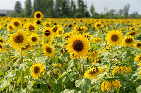 beautiful sunflower fields  cleveland  visit