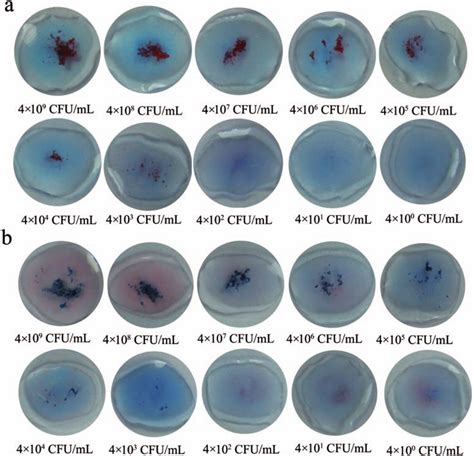 agglutination test results  igg red sinps  igg blue sinps