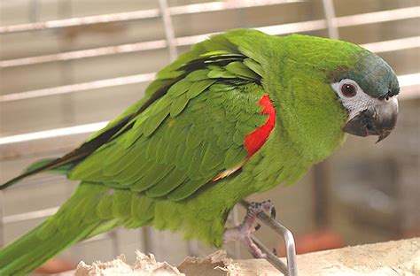 hahns macaw facts pet care temperament price pictures singing wings aviary