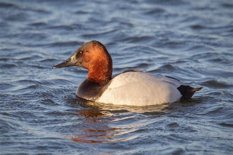 canvasback pictures   photography bird wildlife nature