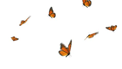 butterfly swarm stock footage video shutterstock
