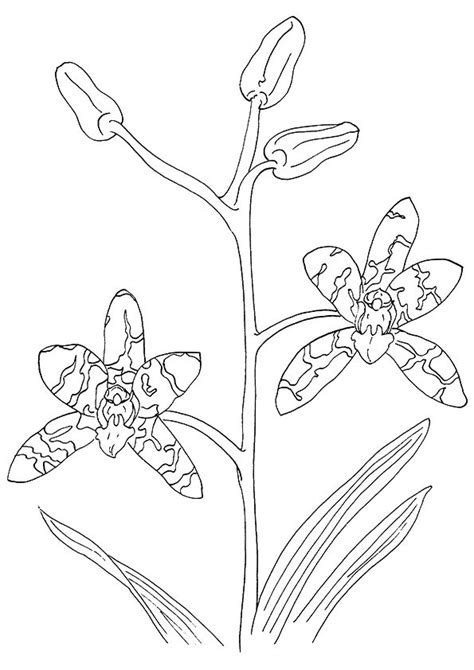 orchid coloring pages  coloring pages  kids printable flower