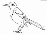 Turpial Pájaro sketch template