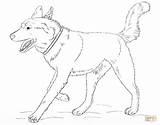 Husky Siberian Kleurplaat Colorat Realistic Kleurplaten Planse Rennender Hunde Supercoloring sketch template