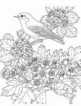 Vogels Kleurplaten sketch template