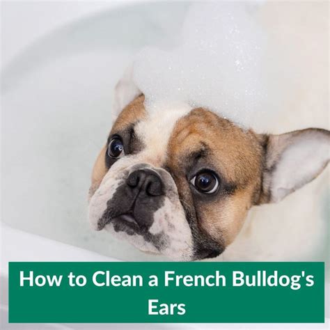 clean  french bulldogs ears wholepethealth