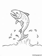 Salmon Coloring Pages Auburn Atlantic Drawing Fish Chinook Getdrawings King Getcolorings Printable Coho sketch template