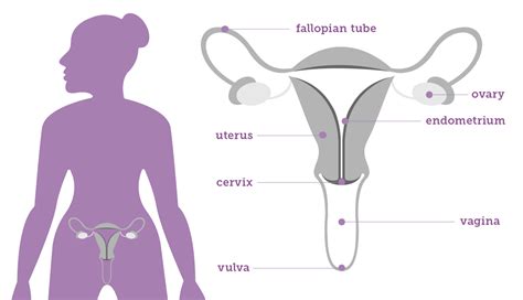 Gynecologic Anatomy – Foundation For Womens Cancer