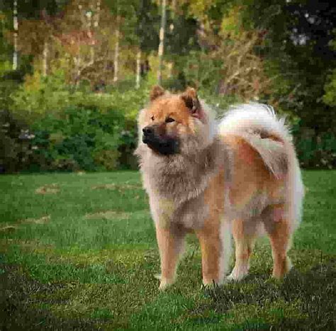 big fluffy dog breeds   absolutely amazing page