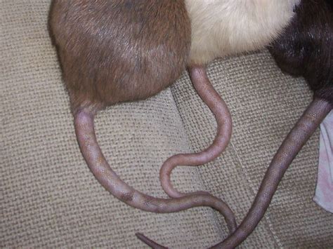 rats tails flickr photo sharing