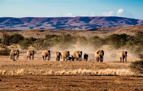 amazing etosha national park  namibia ultimate safari guide