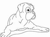 Boxer Coloring Pages Dog Puppy Spread Hand His Family Printable Color Getcolorings Template sketch template