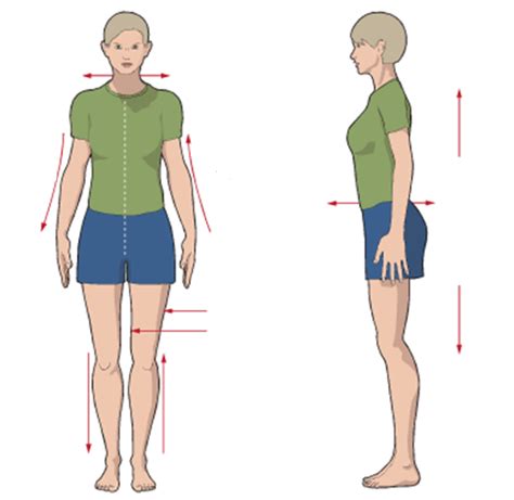 Anatomical Positions Diagram Quizlet