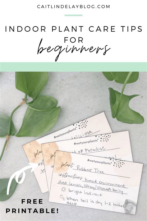 indoor plant care tips  beginners diy printable plant care card