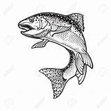 Trout Drawing Rainbow Jumping Fish Sketch Realistic Intricate Water Illustration Drawings Vector Getdrawings Background Paintingvalley sketch template